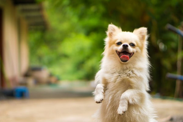 Você está visualizando atualmente estudantes aprendem a treinar cães de abrigo